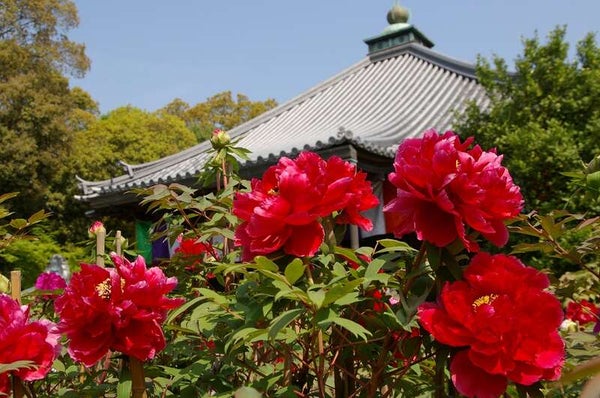 【愛媛県内発】 関西5つの花めぐり 2日間3
